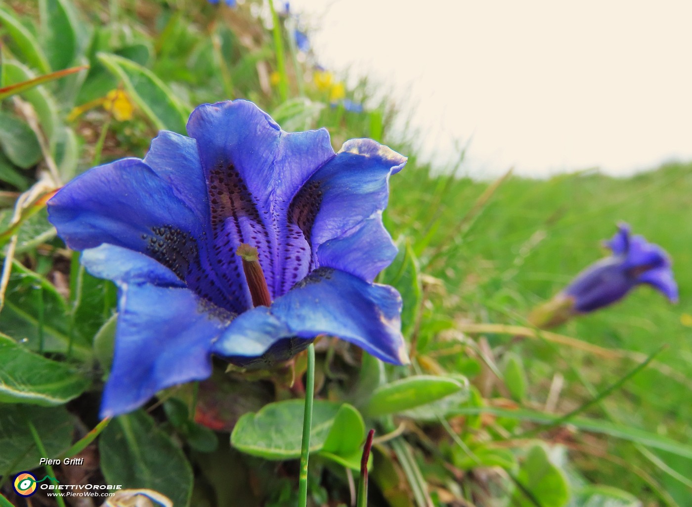 13 Gentiana clusii (Genziana di Clusius).JPG